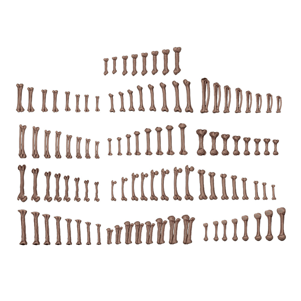AK: Basing Bits - Human Bones (104 Pieces) (AKBIT0013)