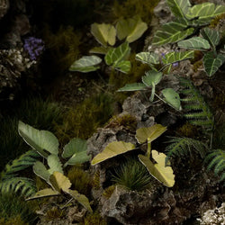 Gamers Grass: Laser Plants - Elephant Ear