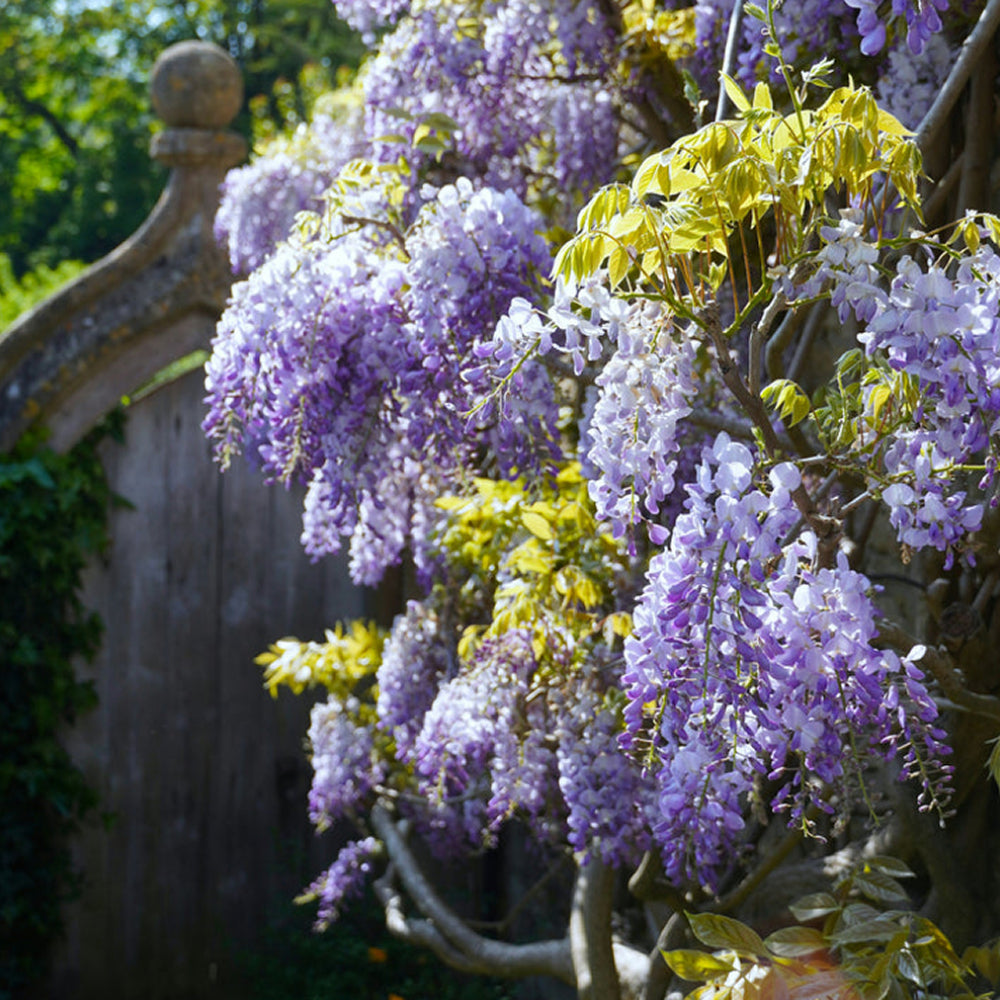 Cantrip Candles: Botany - Flowering Wisteria (6 oz.)