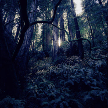 Cantrip Candles: Forest of Fae (16 oz.)