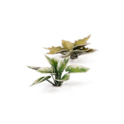 Gamers Grass: Laser Plants - Plantain Lily