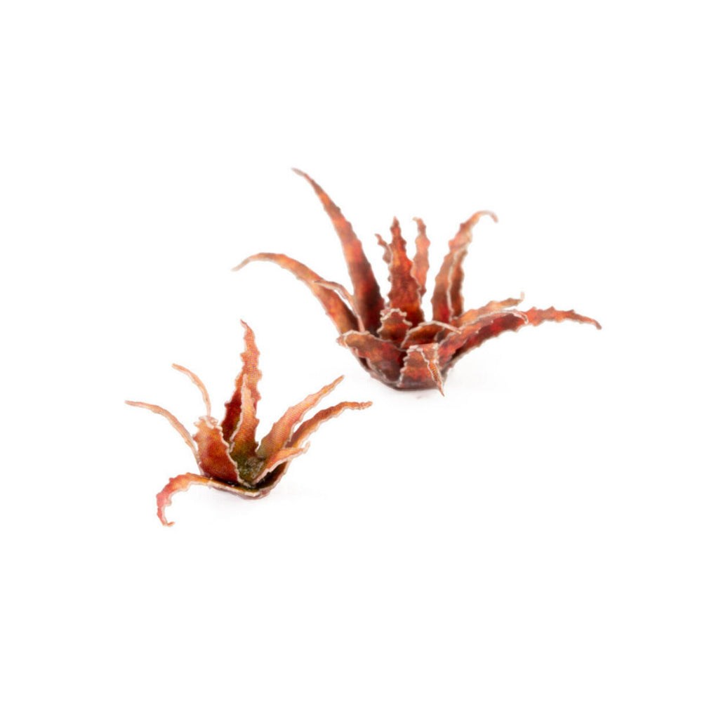 Gamers Grass: Laser Plants - Red Aloe