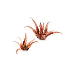 Gamers Grass: Laser Plants - Red Aloe