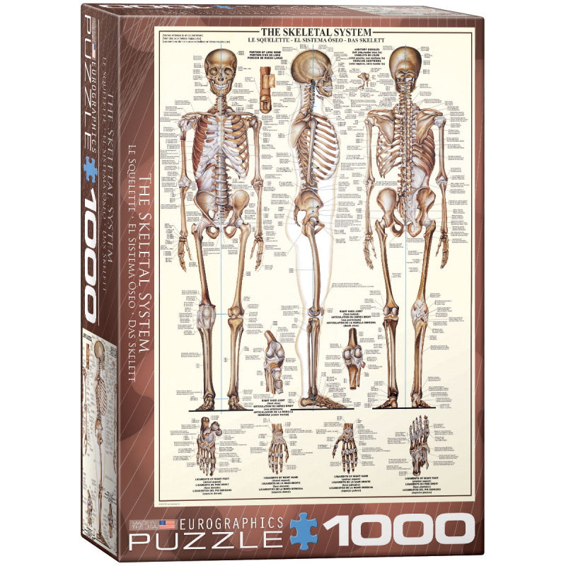 Eurographics Puzzles (1000 Pieces): The Skeleton System